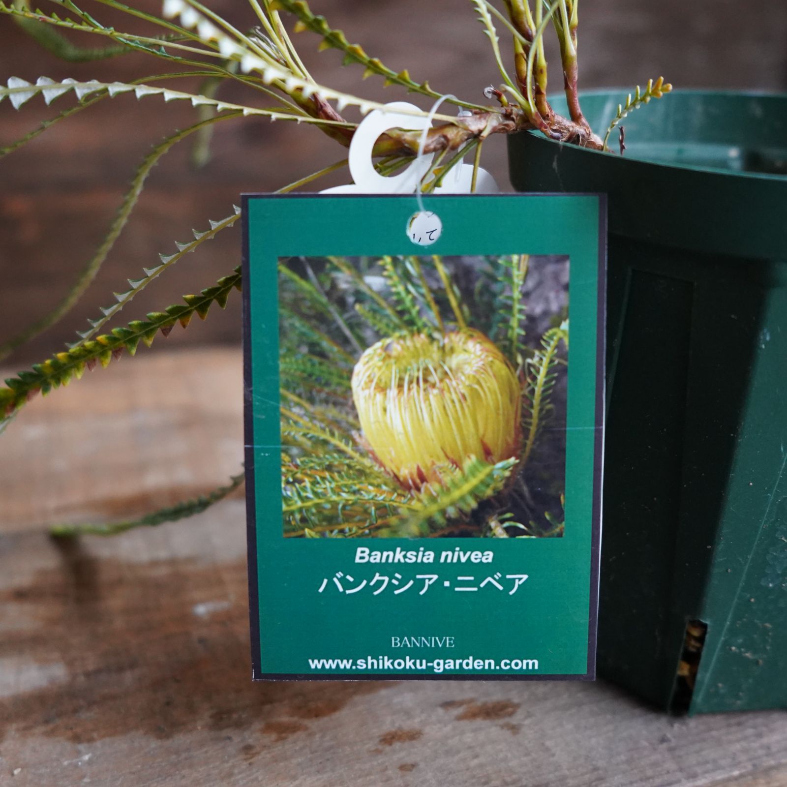 バンクシア ニベア 4号 バンクシア ”ニベア” 4号 B オージープランツ 現物発送 - メルカリ