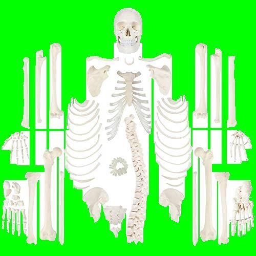 APHRODITE 骨格分離模型 人体全身骨格模型 170CM 等身大 - メルカリ