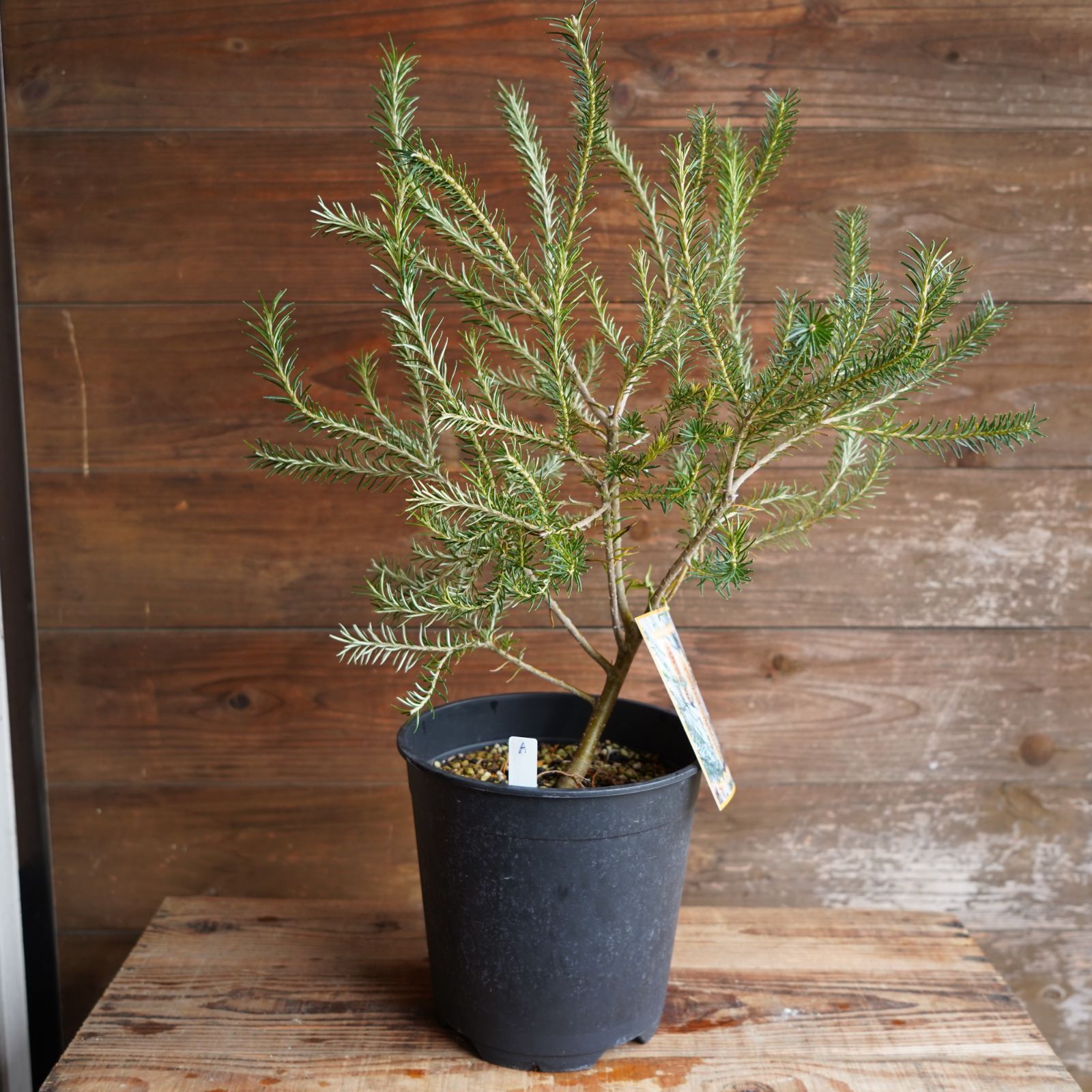 爆買い，安い ヒースバンクシア 鉢植え 観葉植物 オージープランツ