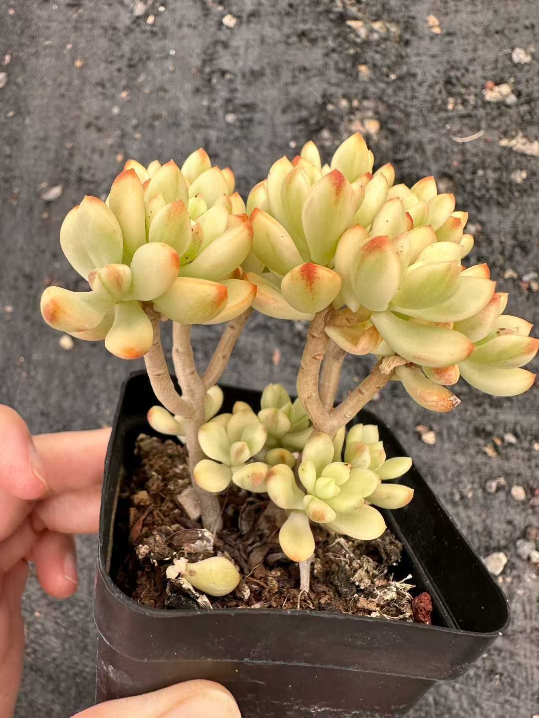 新発売 54株セット キャンディー 抜き苗 多肉植物 佐川急便発送