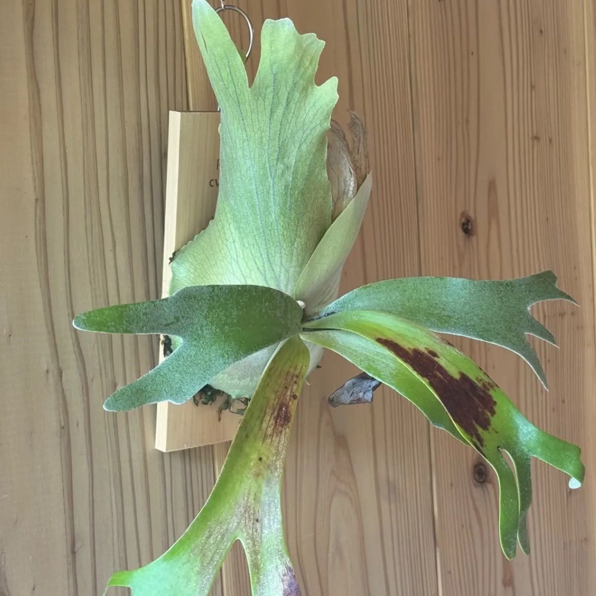 ビカクシダ ウィリンキー\"月光爪哇\" スポア P.willinckii 月光爪哇 from @comolebi_plants デカい！ でも許せる