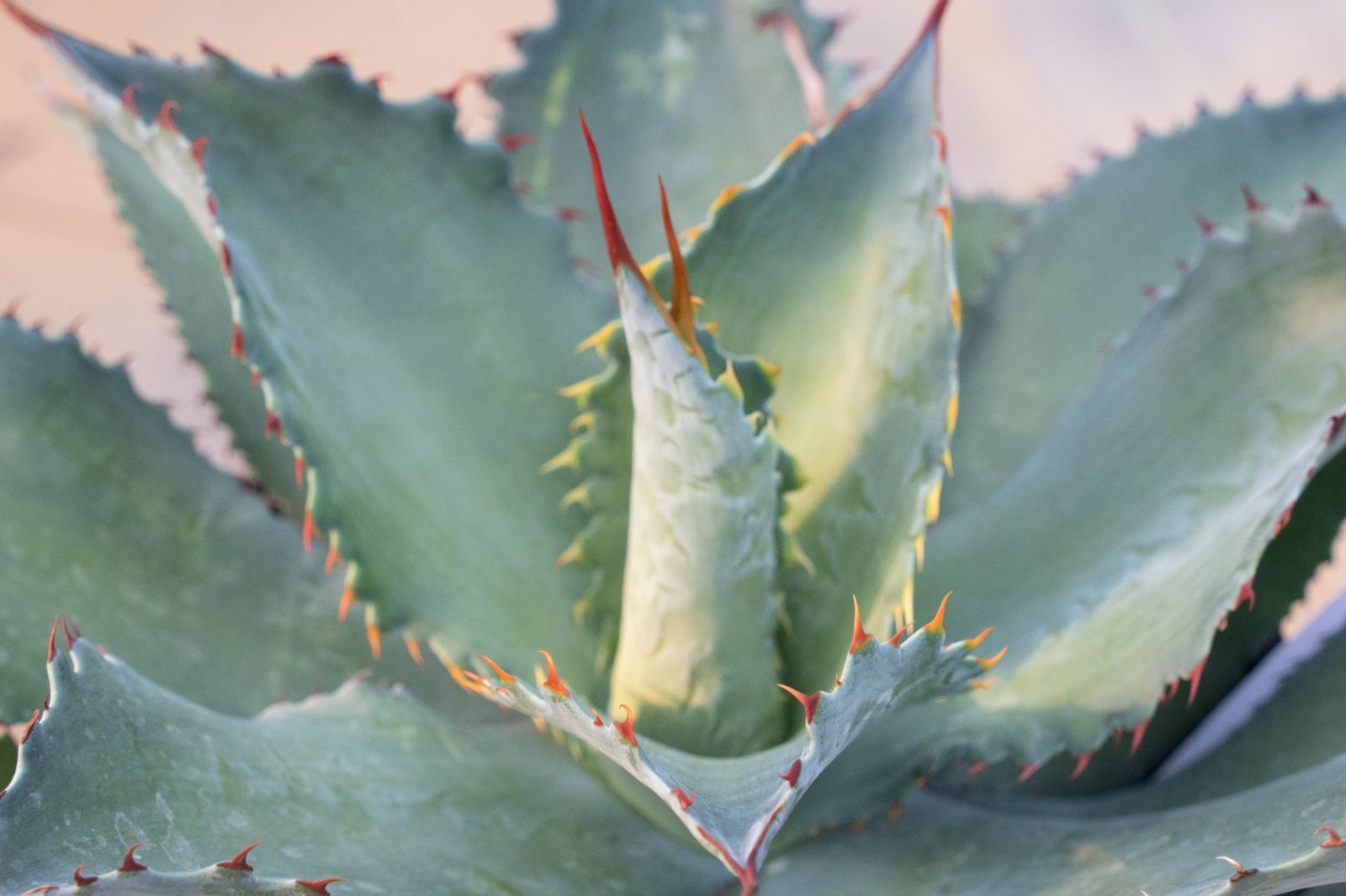 売約済み】[植物売ります] アガベ クプレアータ