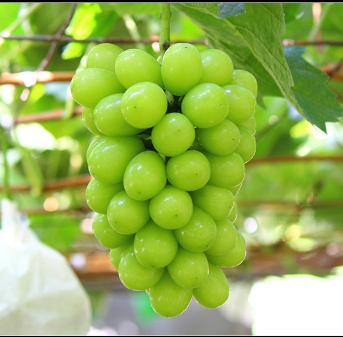 ２品種詰め合せ 御中元