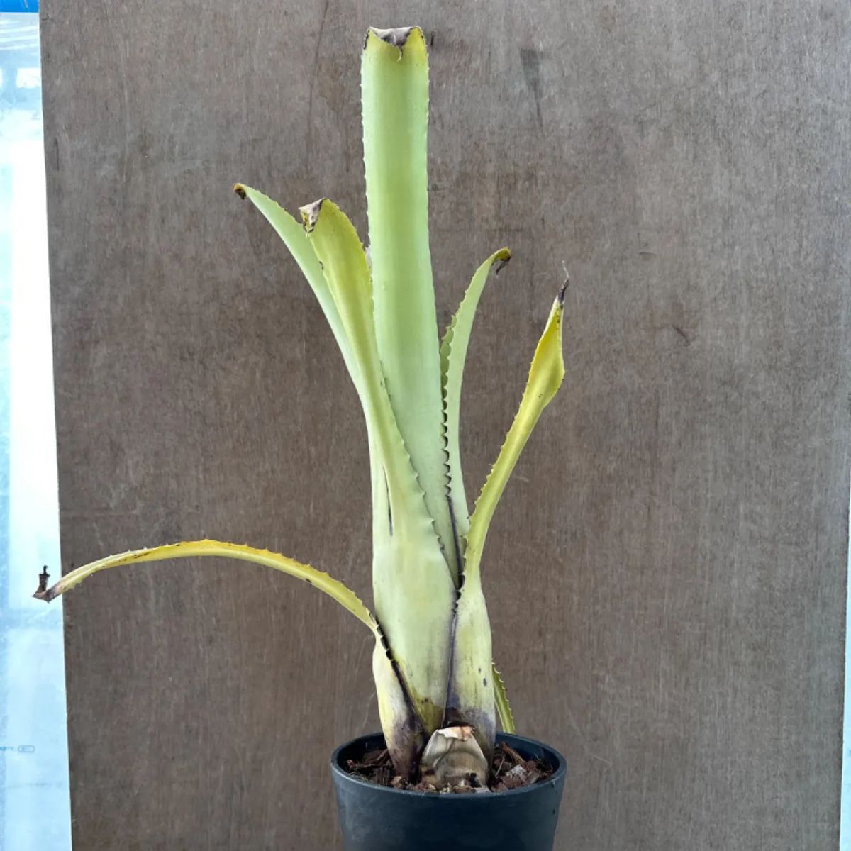 エクメア トカンチーナ トカンティーナ Aechmea tocantina エクメア トカンチーナ トカンティーナ Aechmea tocantina