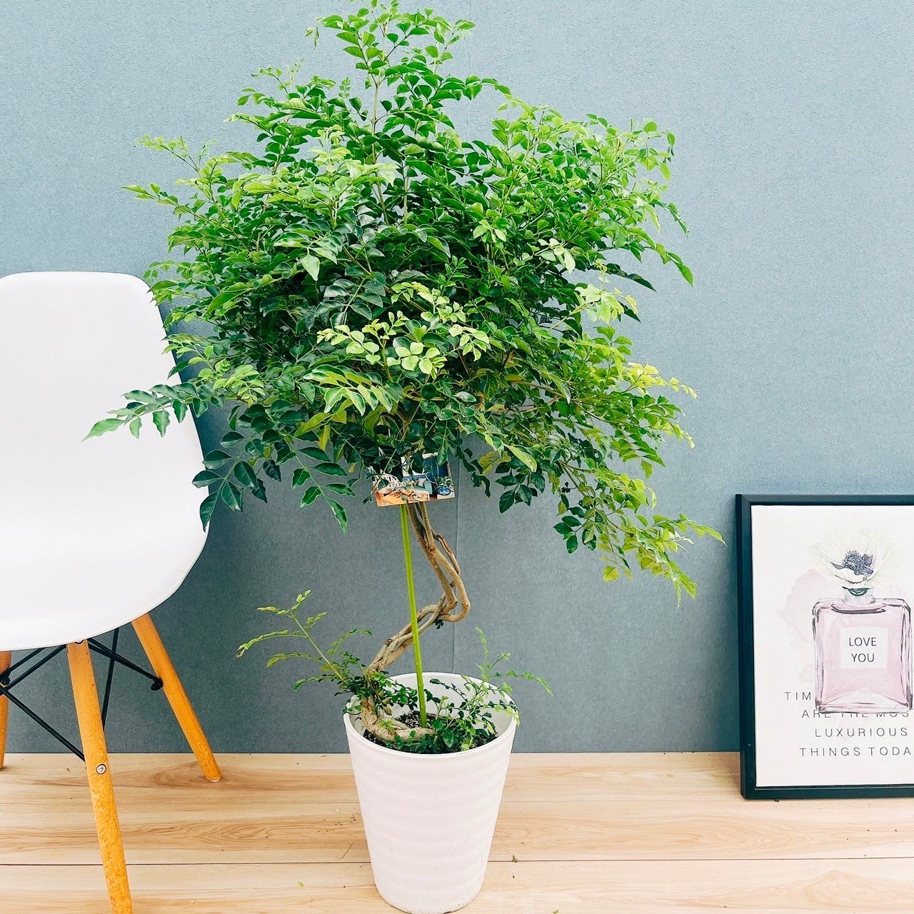 現品 10番 シマトネリコ 曲がり 8号 観葉植物 大型 屋外 ベランダ おしゃれ