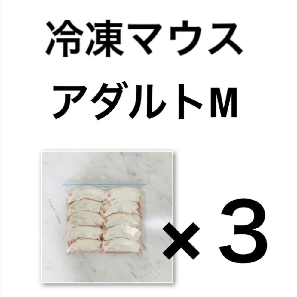 本 相川七瀬(1冊200円計算)103冊分250ページ切り抜きしファイリング済み