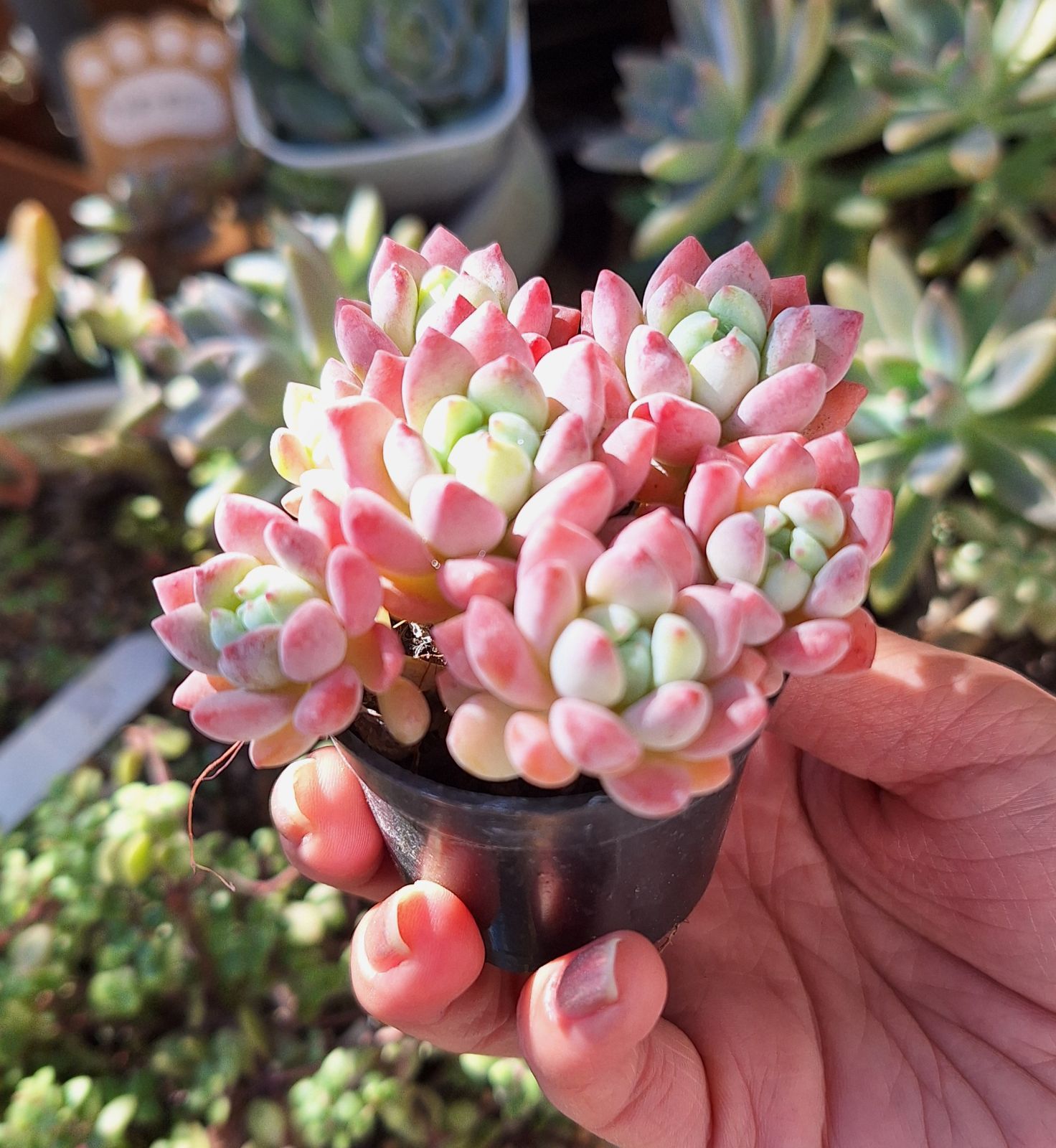 メルカリ便発送☆多肉植物 アロエ属 ラスタ メルカリ便発送☆多肉植物