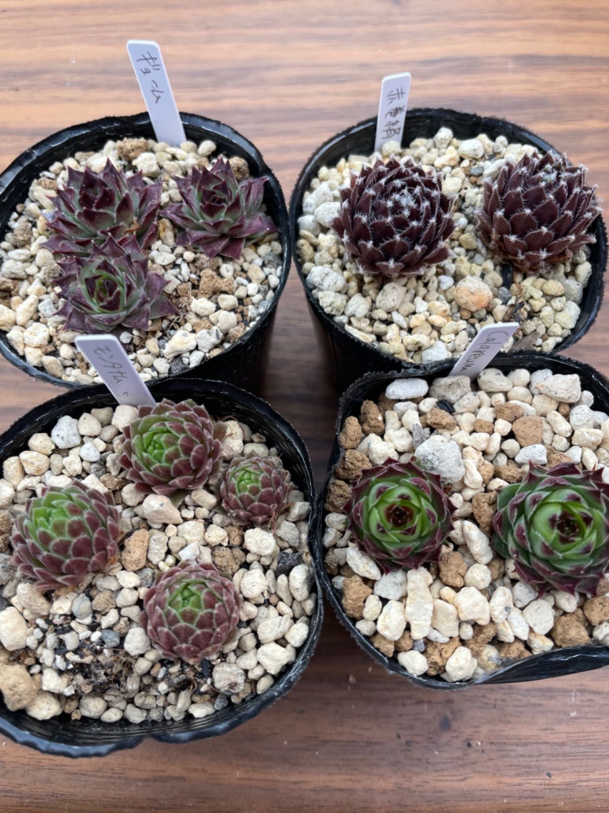 多肉植物 センペルビウム 20種類セット カット苗 - メルカリ