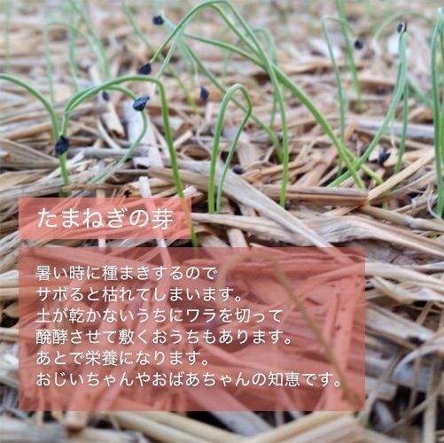 淡路島たまねぎ 特別栽培