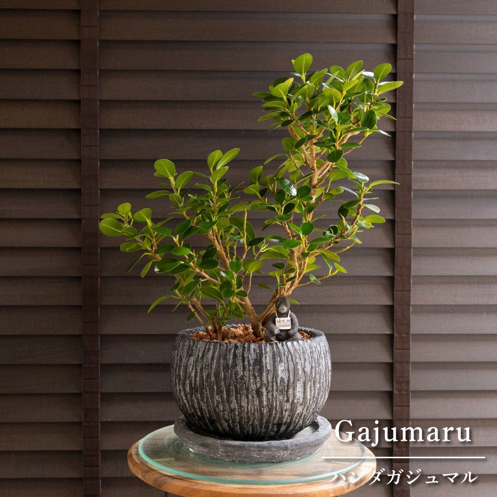 パンダガジュマル 7号 陶器鉢 ピック付 観葉植物 ガジュマルの木 多幸の木