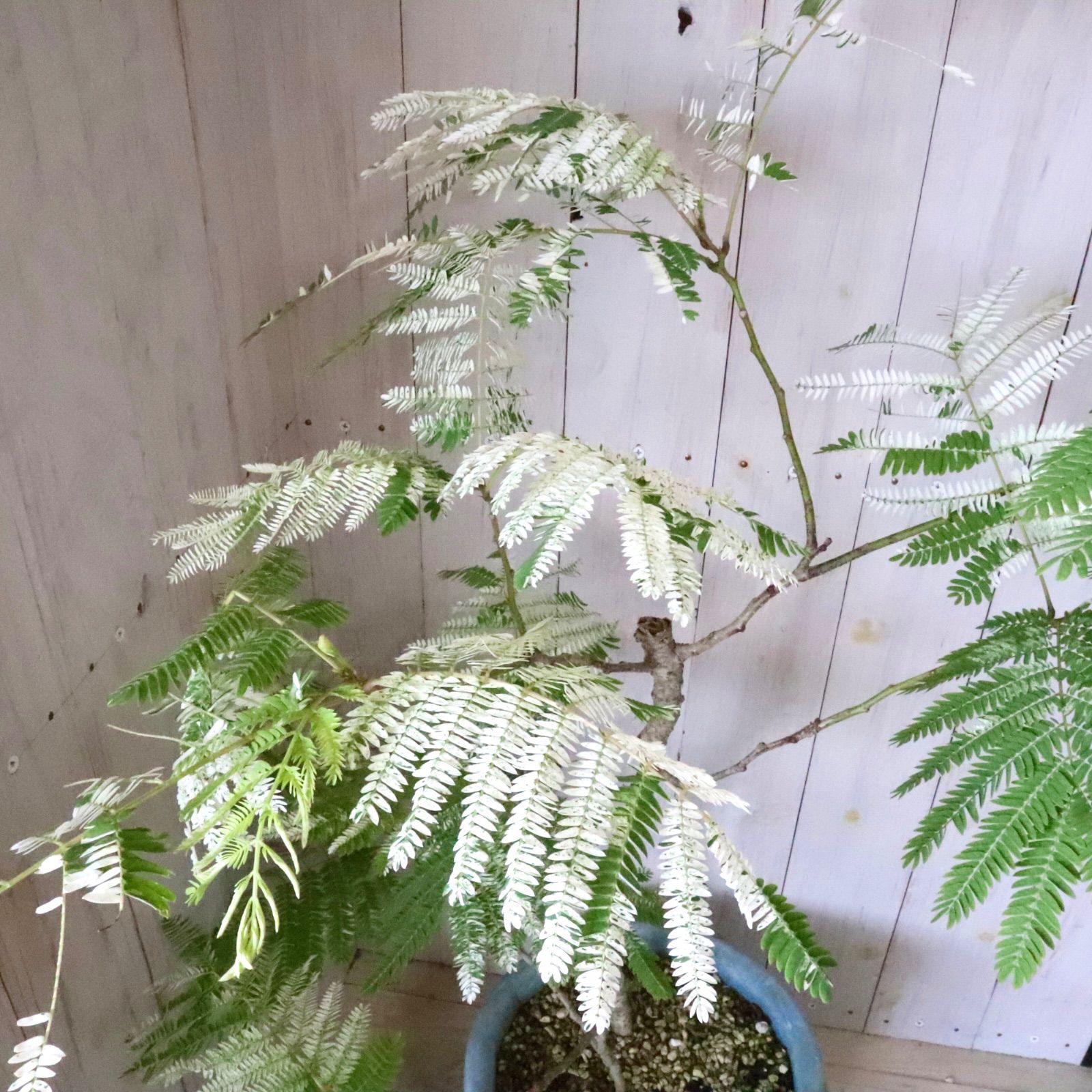 立派♡ 希少♡斑入り♡エバーフレッシュ♡ネムの木♡観葉植物