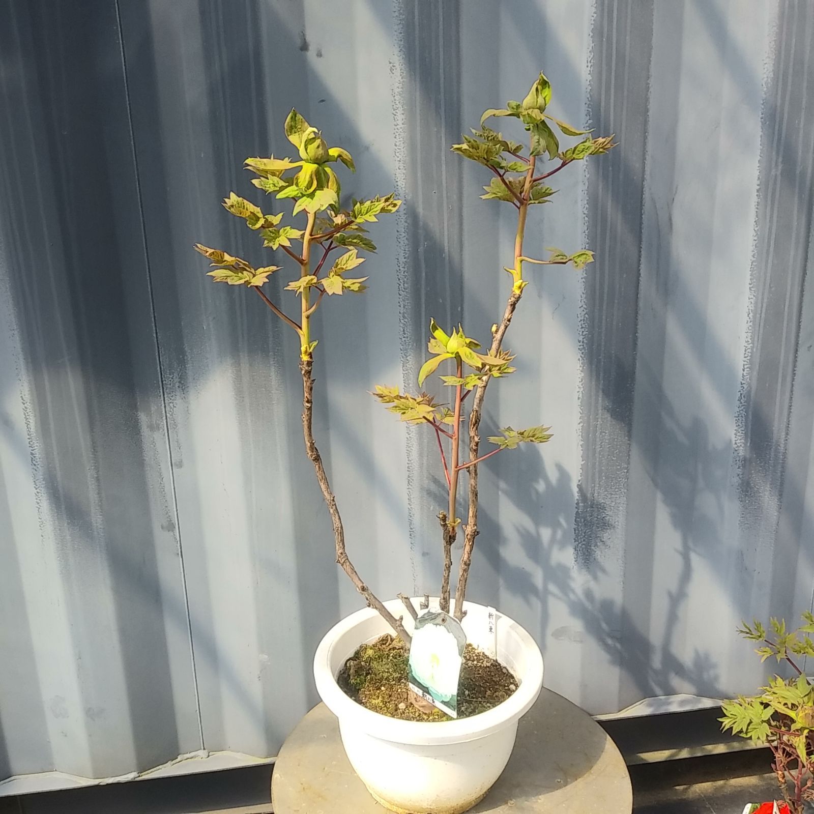 現品10号 花芽付 || 白花系牡丹 || 新八束 ボタンしんやつか