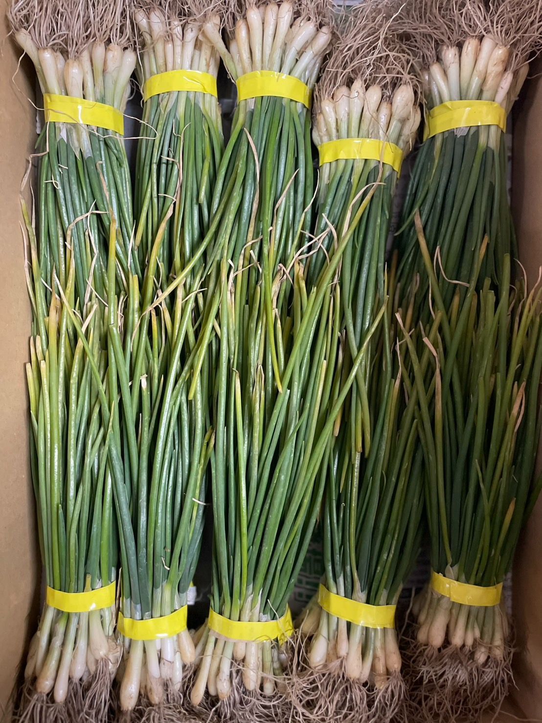 玉ねぎ 苗 ネオアース5000本! 玉ねぎ 苗 ネオアース5000本 ￥40000円