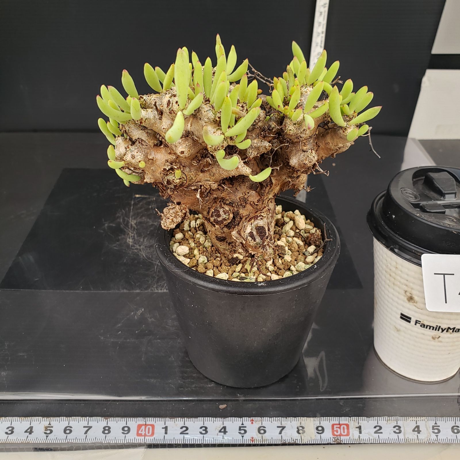 チレコドン　レティキュラータス　万物想　現地球　発根済　陶器鉢セット チレコドン レティキュラータス 万物想 現地球 発根済 陶器鉢セット