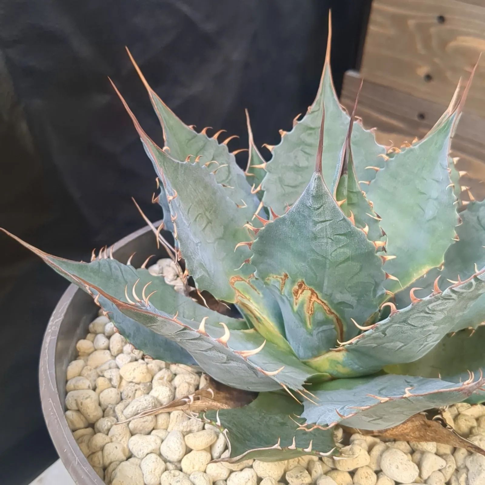 アガベ パラサナ ミートクロウ【 現品発送】耐寒性アガベ 鉢のまま発送