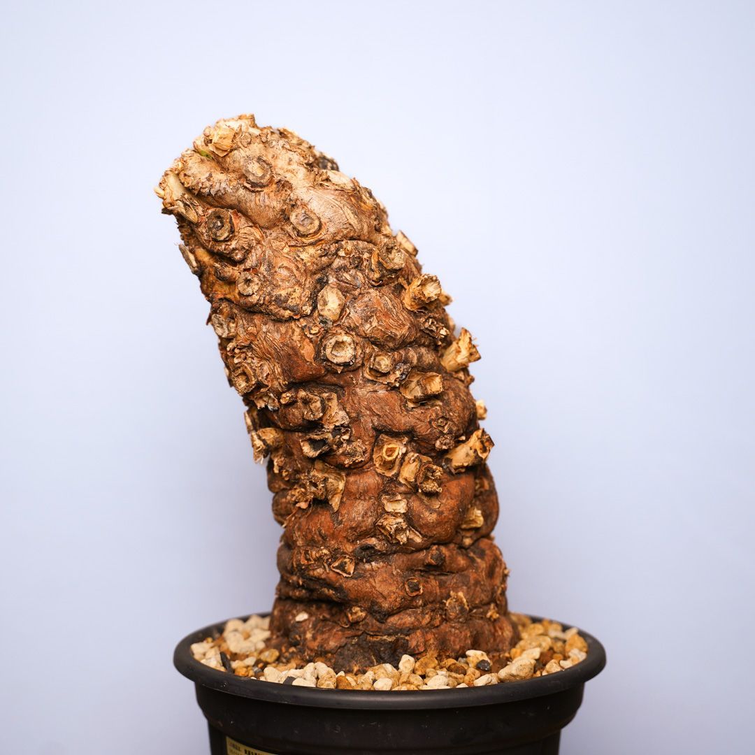 F2 ユーフォルビア ムランジーナ 発根済 現地株 - メルカリ