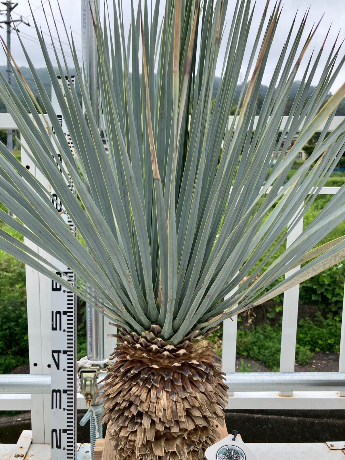 ユッカ マルデヌベス ロストラータ 1 - メルカリ