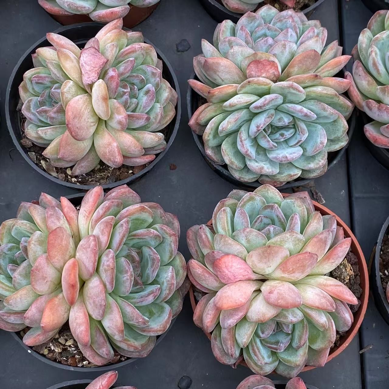 40株抜き苗セット】オールスター 双頭 多肉植物 佐川急便発送