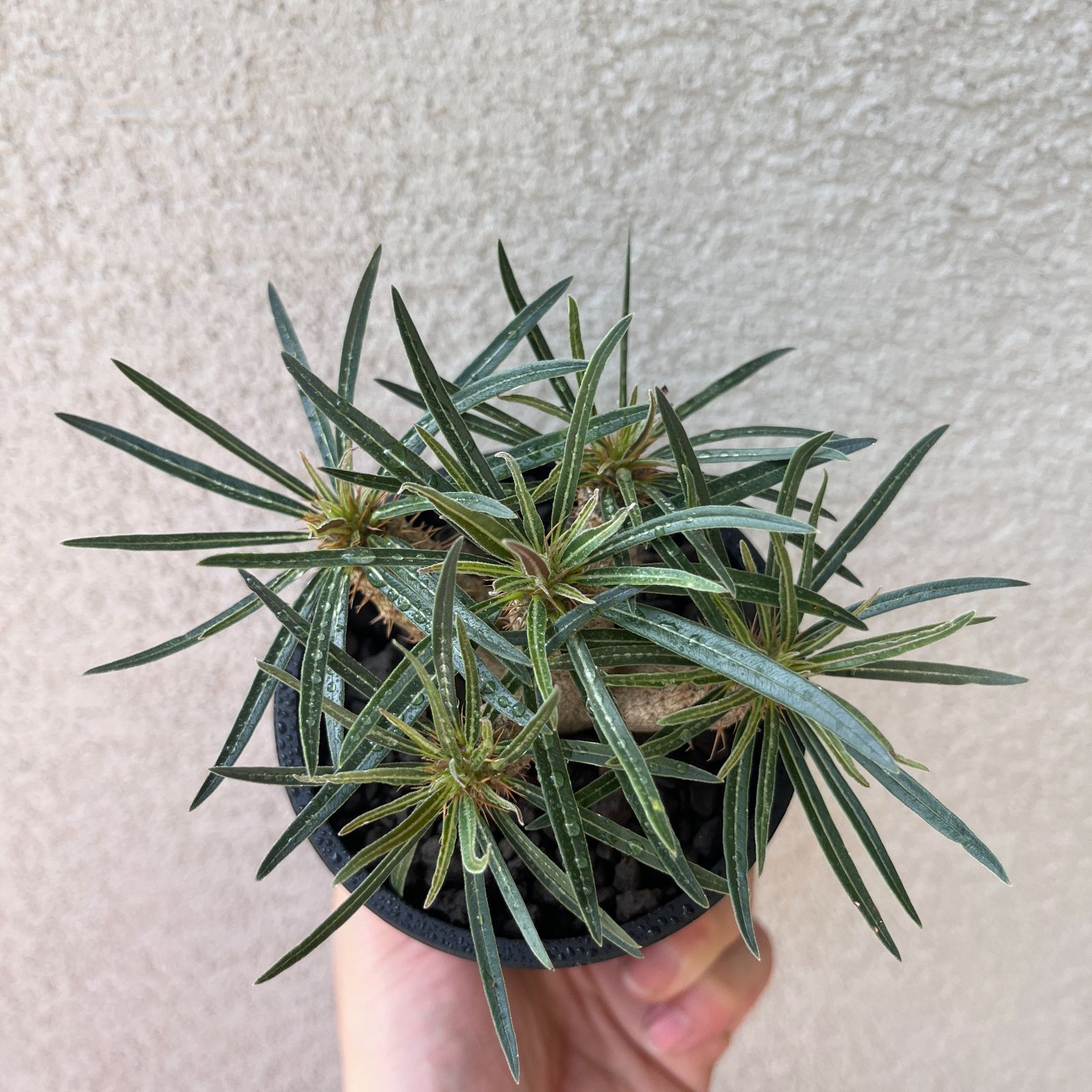 多頭パキポディウム・グラキリス 実生株3年｜Pachypodium
