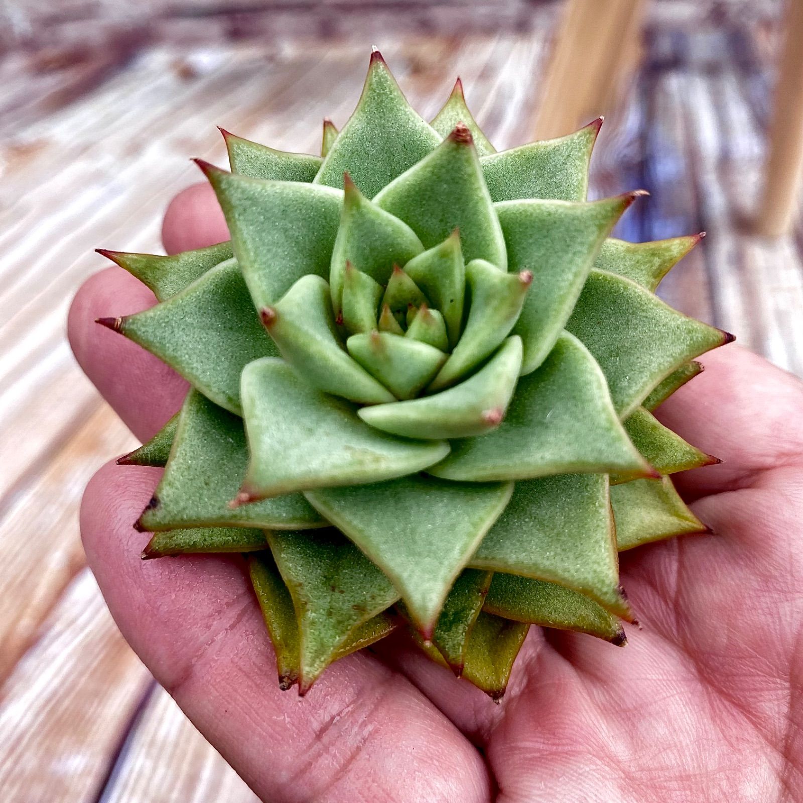 多肉植物　エケベリアsp  韓国苗 エケベリア7苗セット 多肉植物韓国苗 - メルカリ