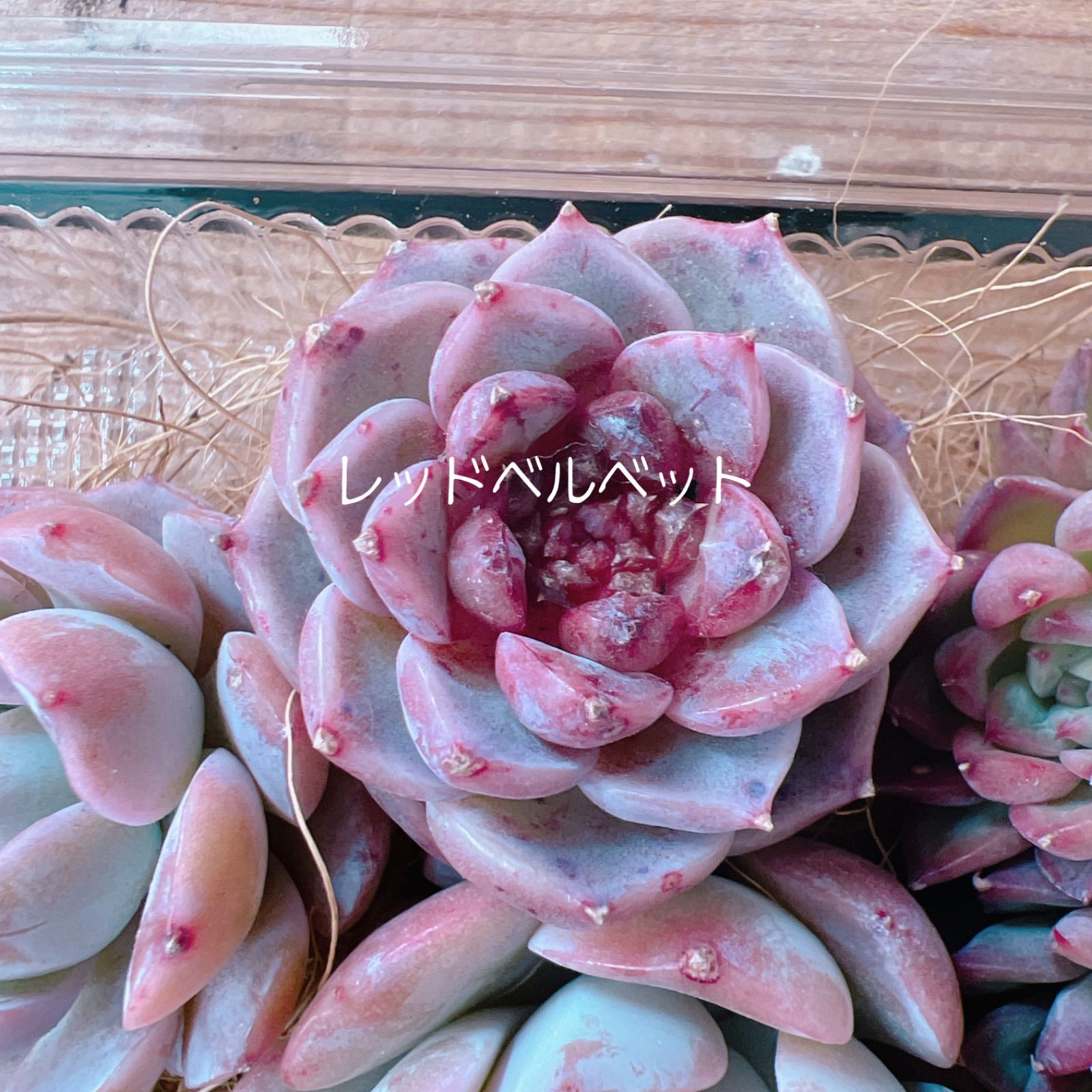 多肉植物 女雛群生 ＆ピンクの子セット 𝒩𝑜.3232 - メルカリ