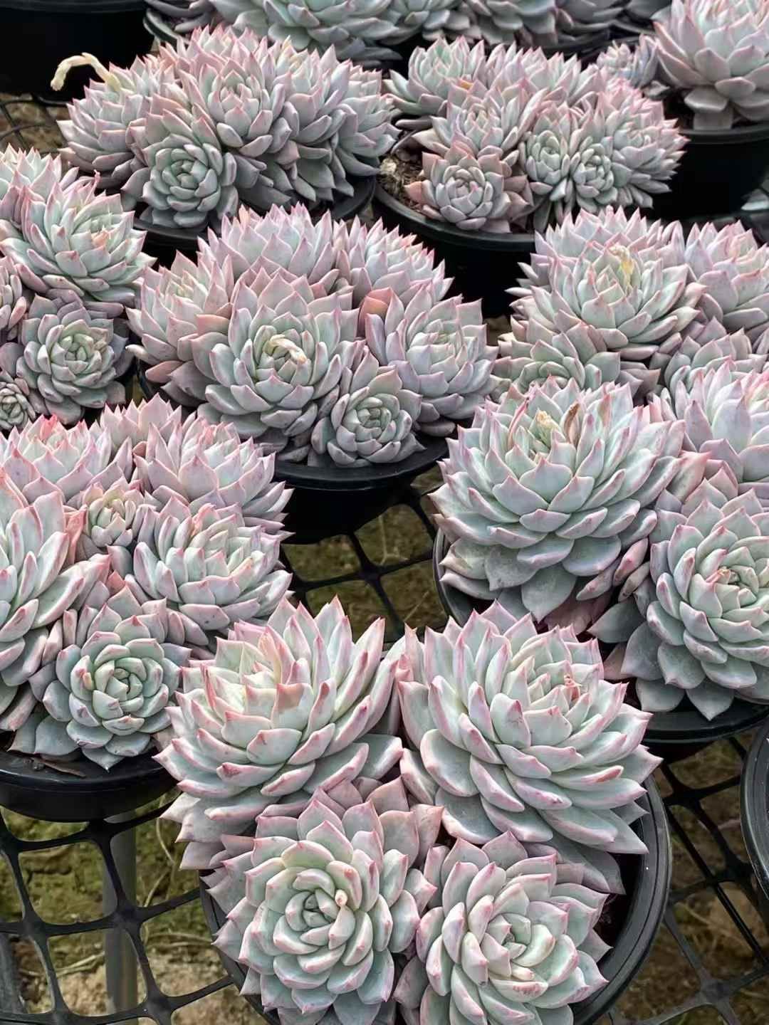 抜き苗 ピンクブルーバード QS1051×15株 ふっくら 多肉植物 エケベリア サボテン 韓国苗 新入荷
