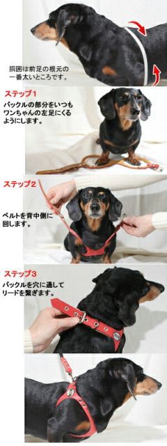 バディーベルト ハーネス