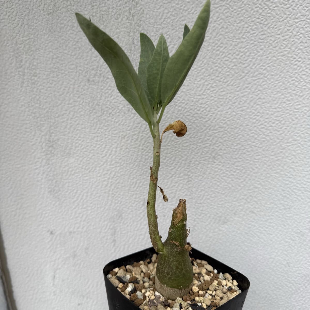 02 Adenia pechuelii アデニア ペチュエリー 実生（多肉植物