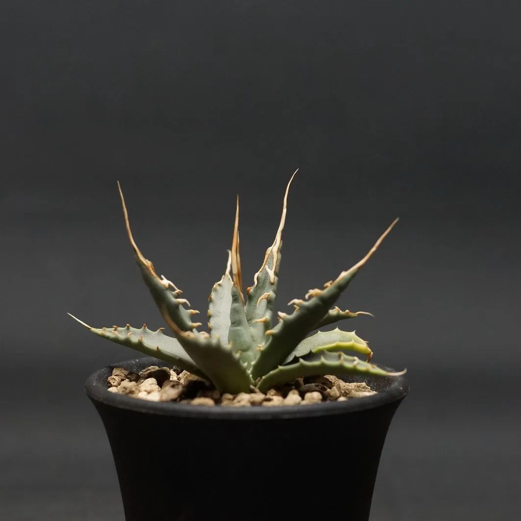 Agave utahensis var. eborispina
