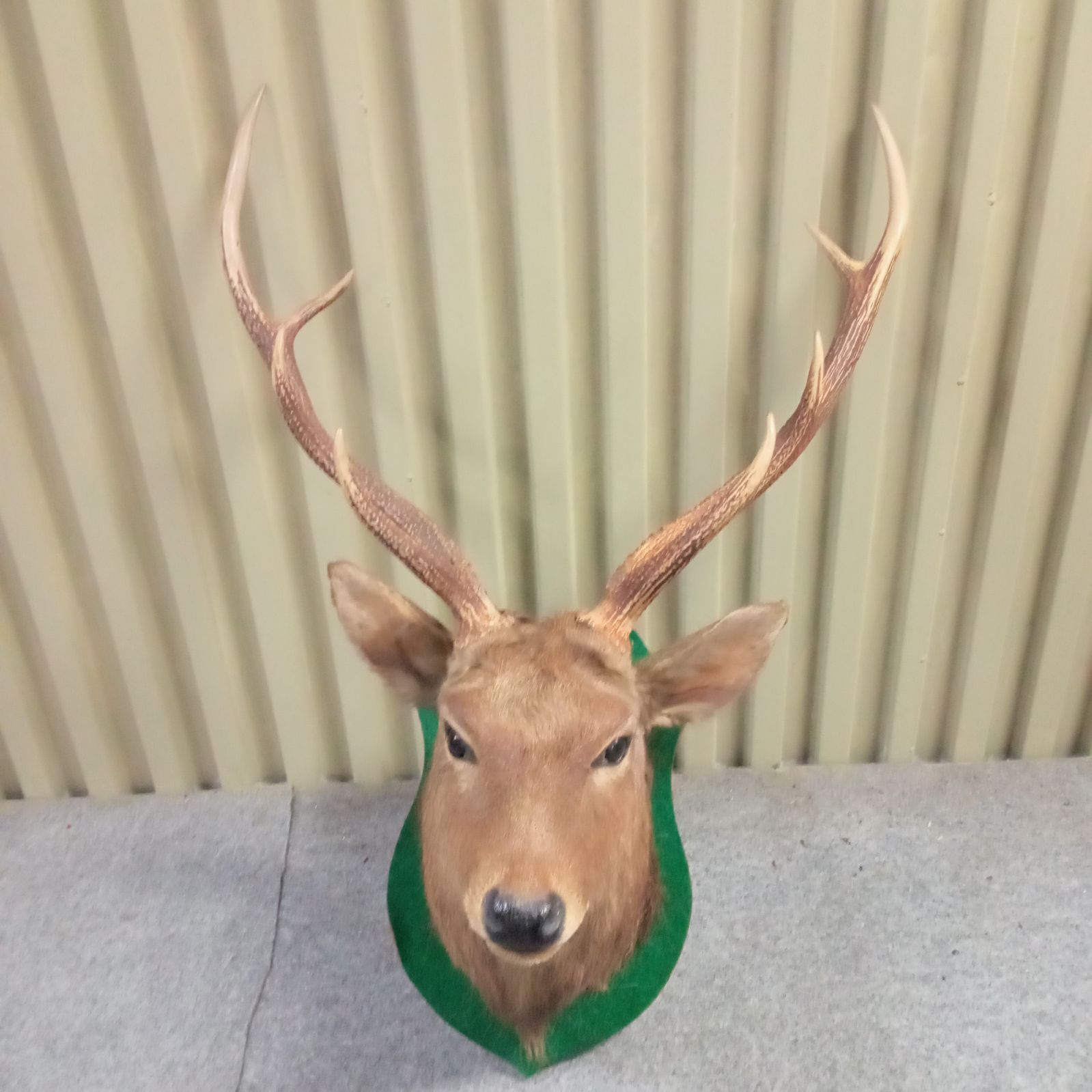 NGC-VF35BN イギリス領ガイアナ 1813 ジョージ3世 銅貨