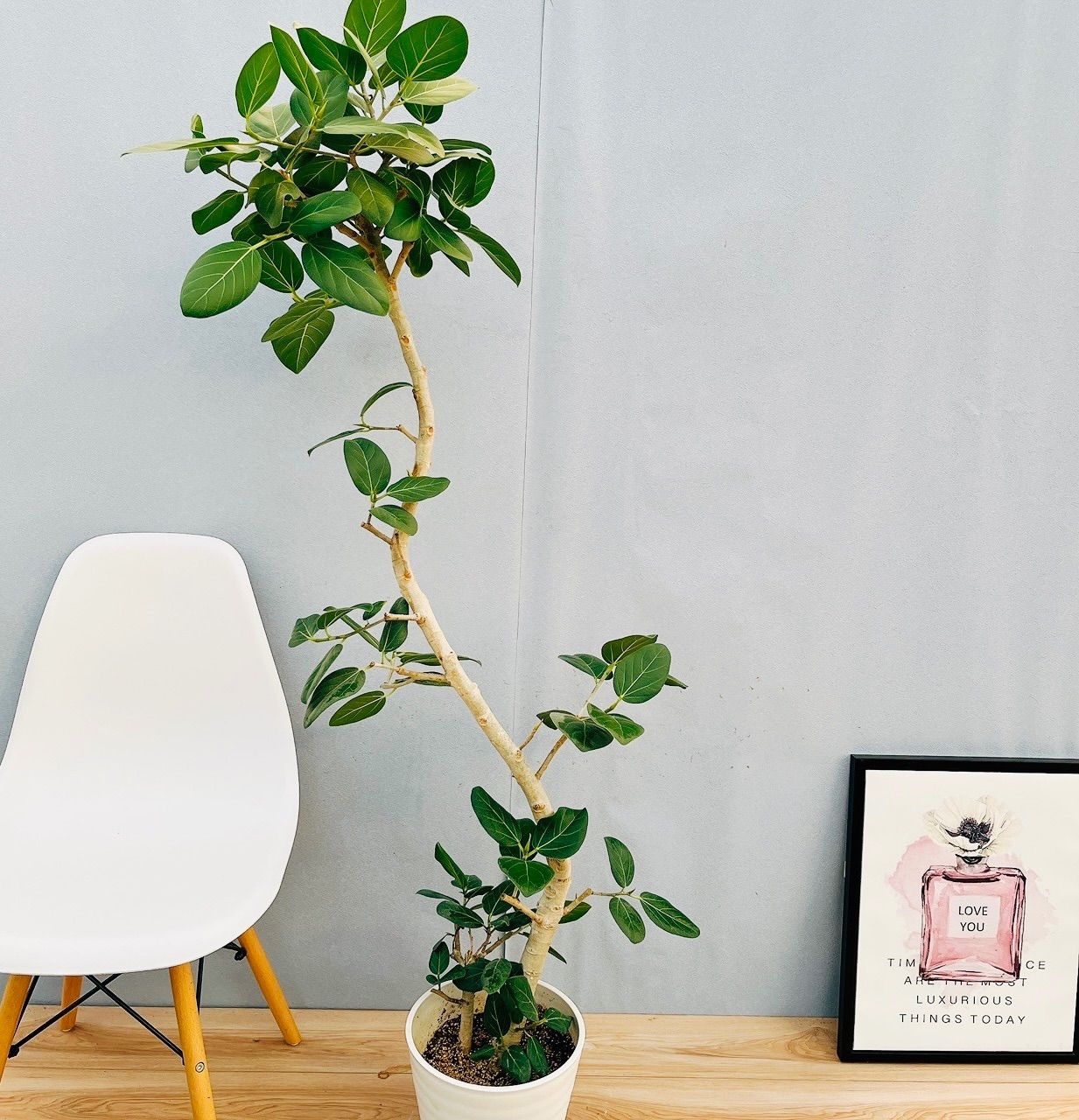 ［現品］☆人気☆ 12番　フィカス　ベンガレンシス　曲がり 8号　観葉植物 観葉植物 フィカス ベンガレンシス 8号 曲り ライム ドゥオ ユーポット