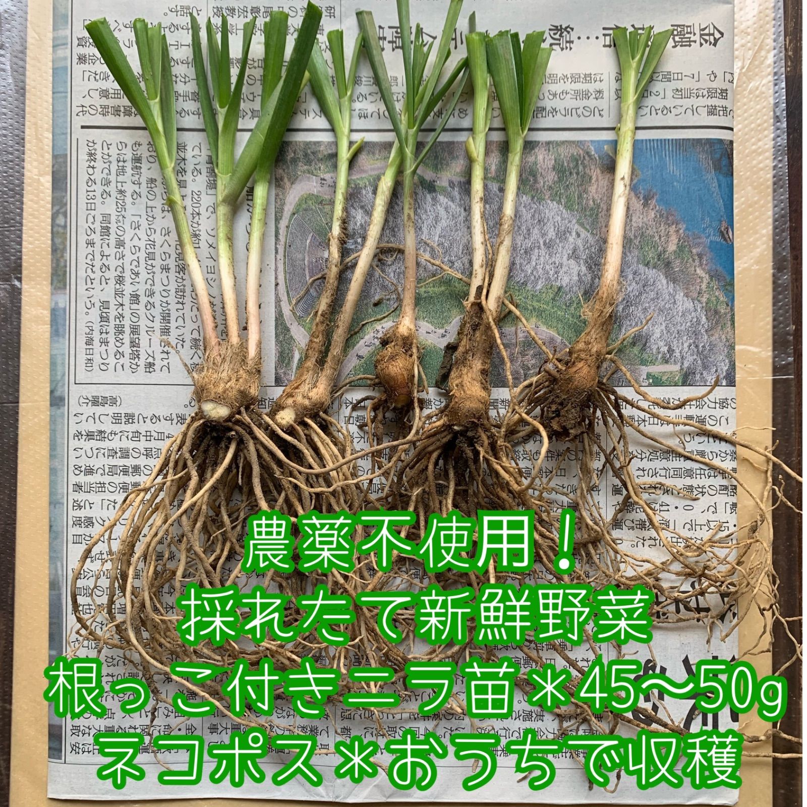 農薬不使用！根っこ付きニラ苗 約45-50g 新品 - メルカリ