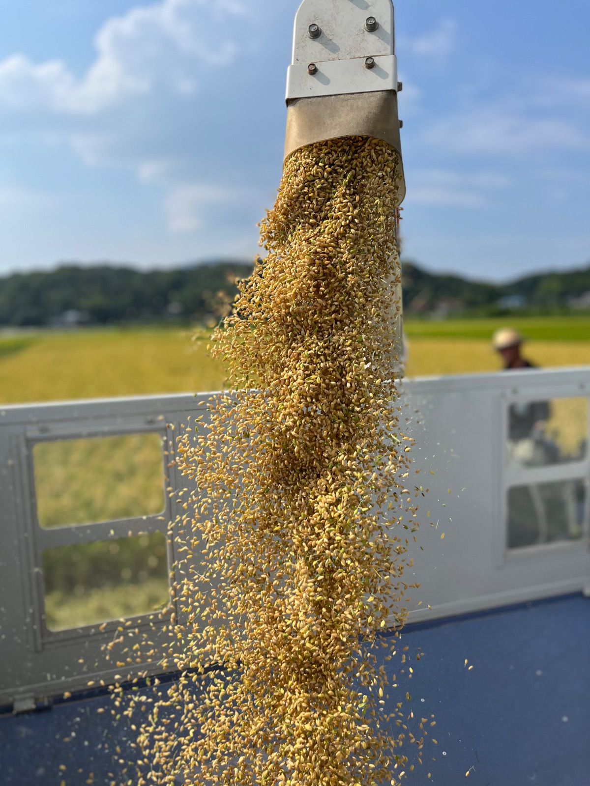 令和7年産 福岡県産 】玄米 夢つくし 15kg 農家直送 色彩選別済み