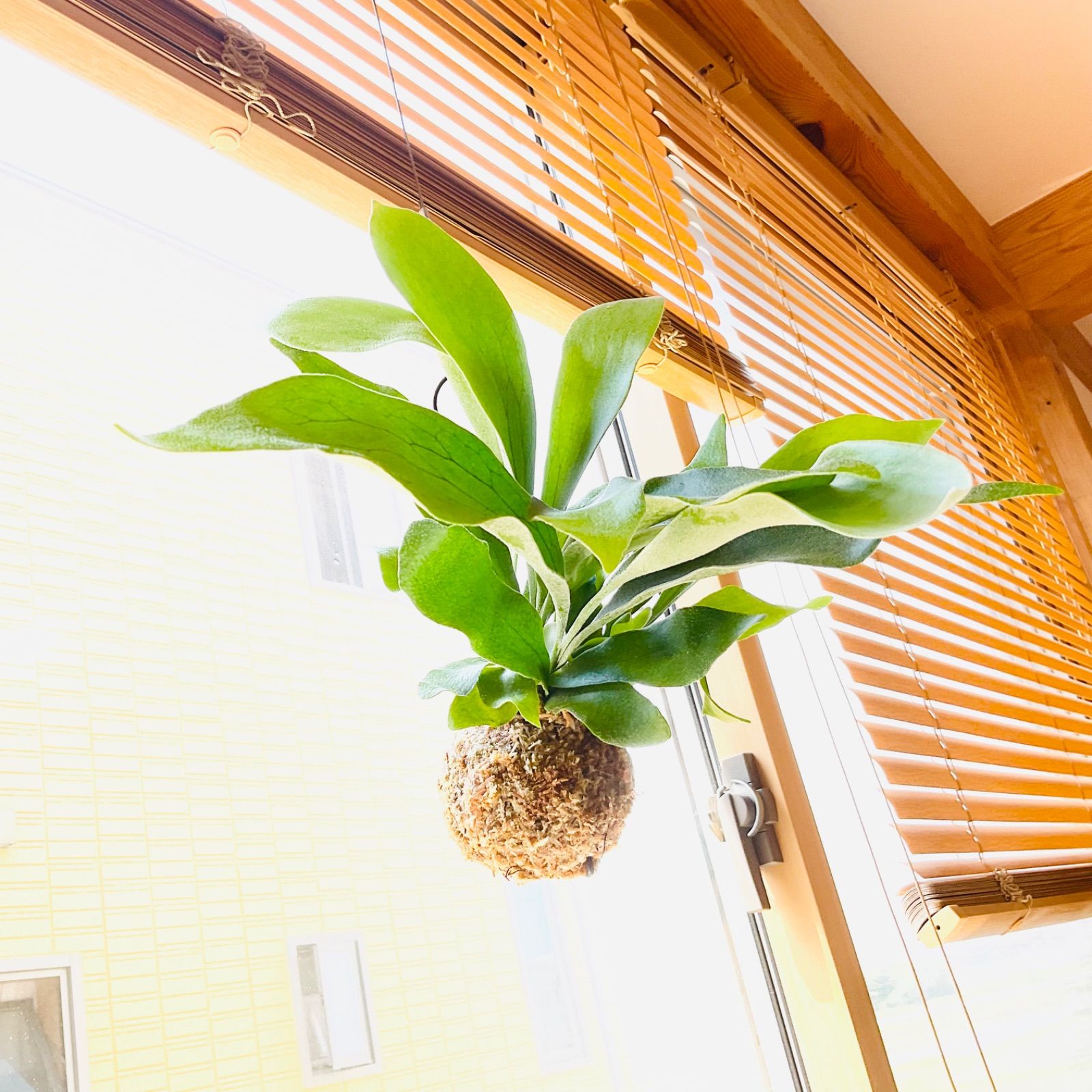 第4種郵便発送商品】ビカクシダ（コウモリラン）の苔玉 Sサイズ - メルカリ