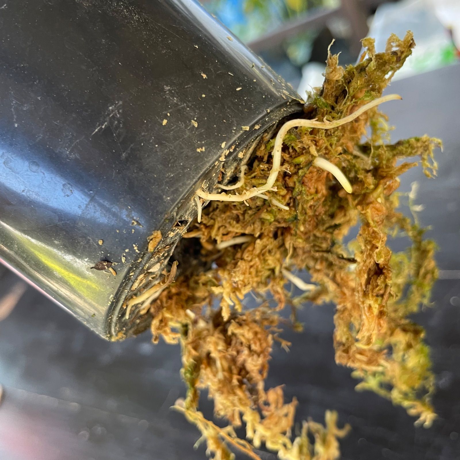 専用【極斑】フィロデンドロン セローム トリカラー ミント斑入り