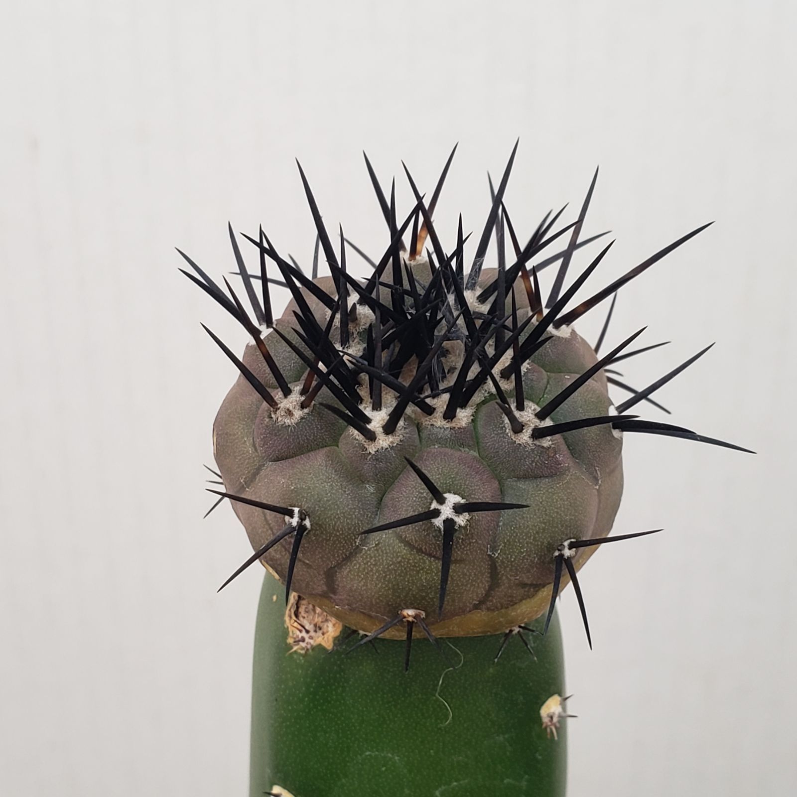 U384【自社養生株】コピアポア 黒王丸（接ぎ木・発根株・鉢植え