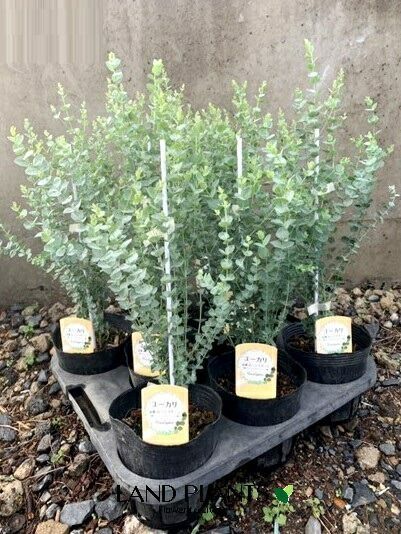 ケース販売 8入 ユーカリ ムーンラグーン 8鉢 4.5号 ポット苗 Eucalyptus