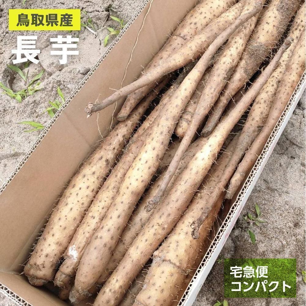 鳥取県産】砂丘ながいも 1kg 長芋 とりたて ながいも とろろ