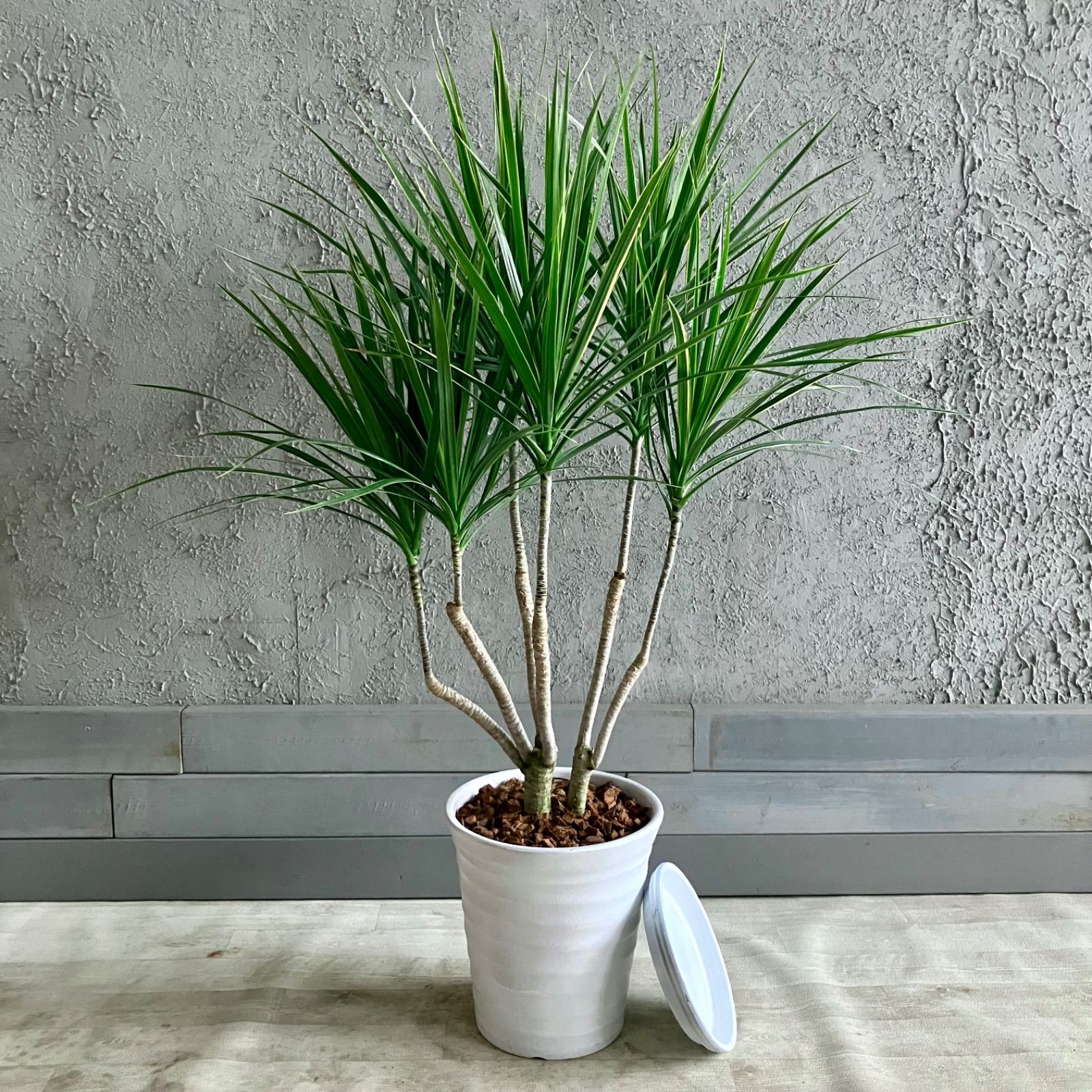 ドラセナ コンシンネ ホワイトボリー 8号 テラコッタ性鉢植え 受け皿