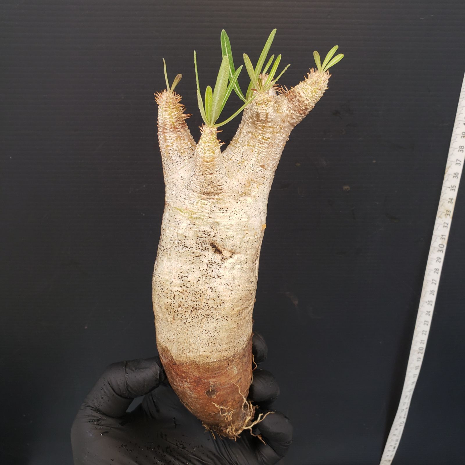 V253【自社養生発根株】Pachypodium イノピナツム（現地球・抜き