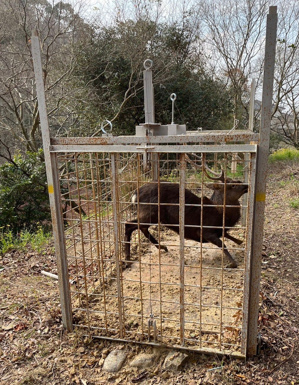 鹿肉　足骨　肩甲骨　おやつ　犬　小型犬　大型犬　ごはん　餌