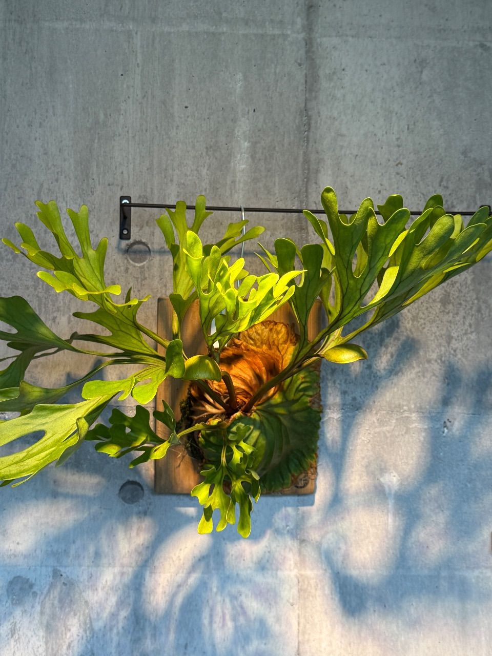 ビカクシダ ワイルドリドレイ - メルカリ