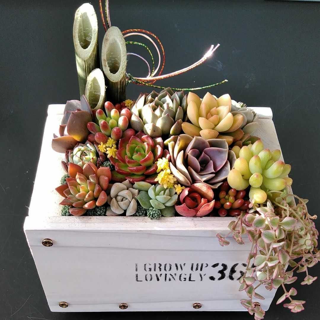 サボテン① ステンドグラスの多肉ポット お正月飾り サボテン①