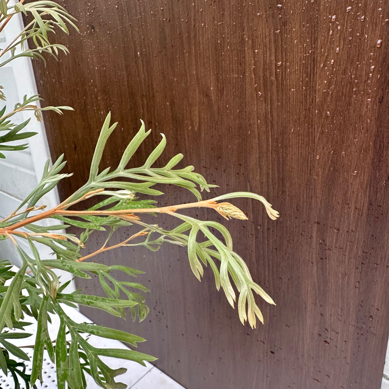 美株 オージープランツ