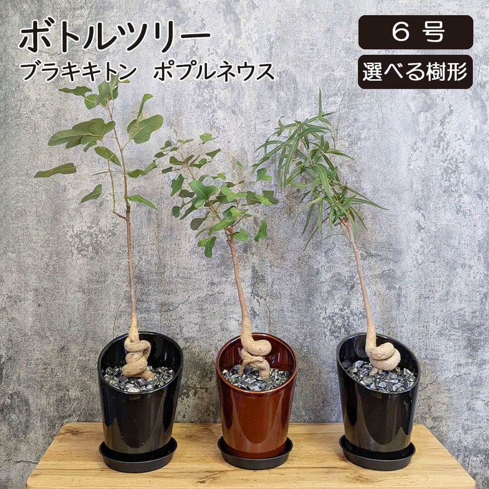 チタノタ2種セット】阿修羅 白鯨 鉢ごとメルカリ便発送 - メルカリ