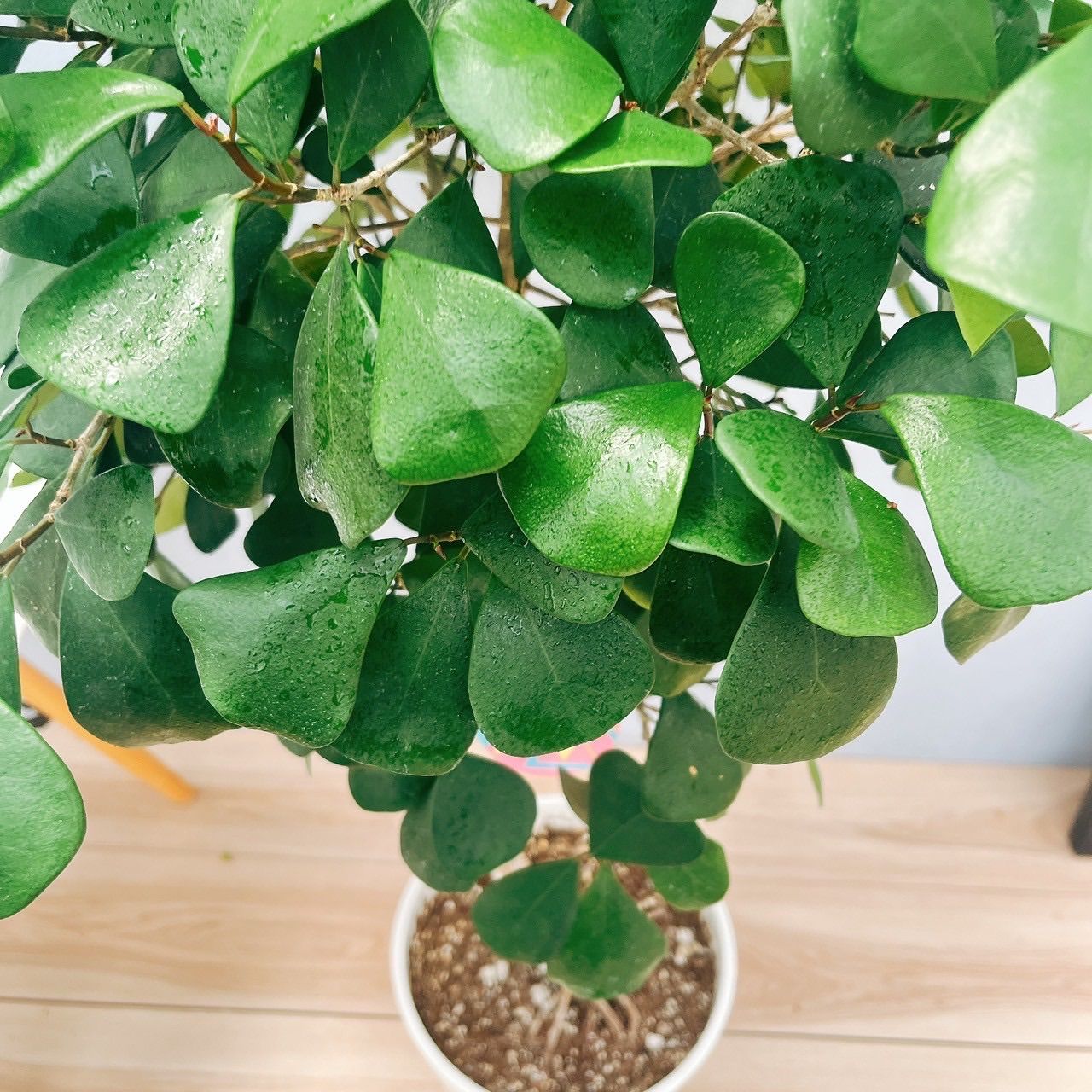 現品］【希少】88番 フィカス トライアンギュラリス 曲がり 8号 レア