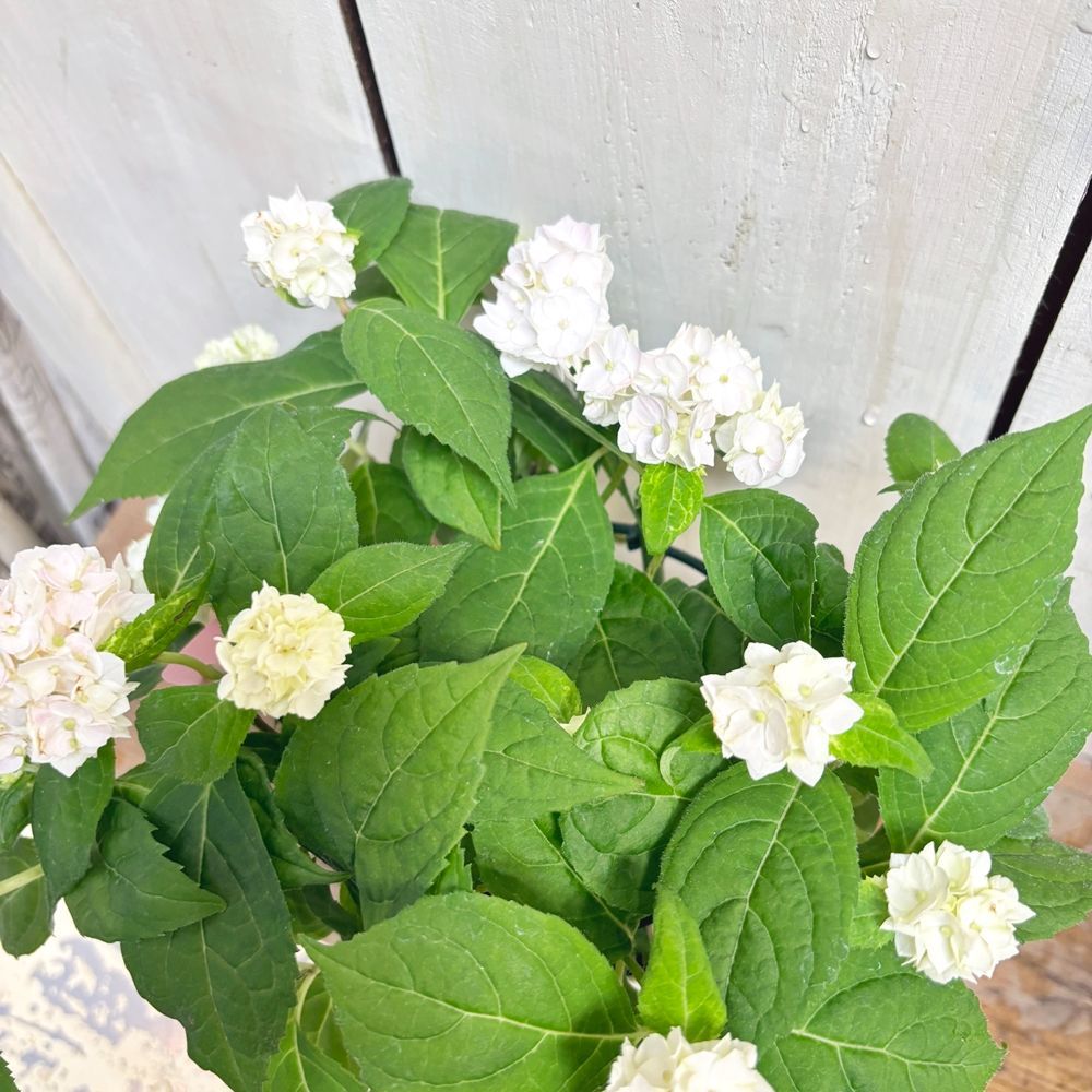 山アジサイ伊予獅子てまり4号鉢来季用お花は終わりました。 - メルカリ