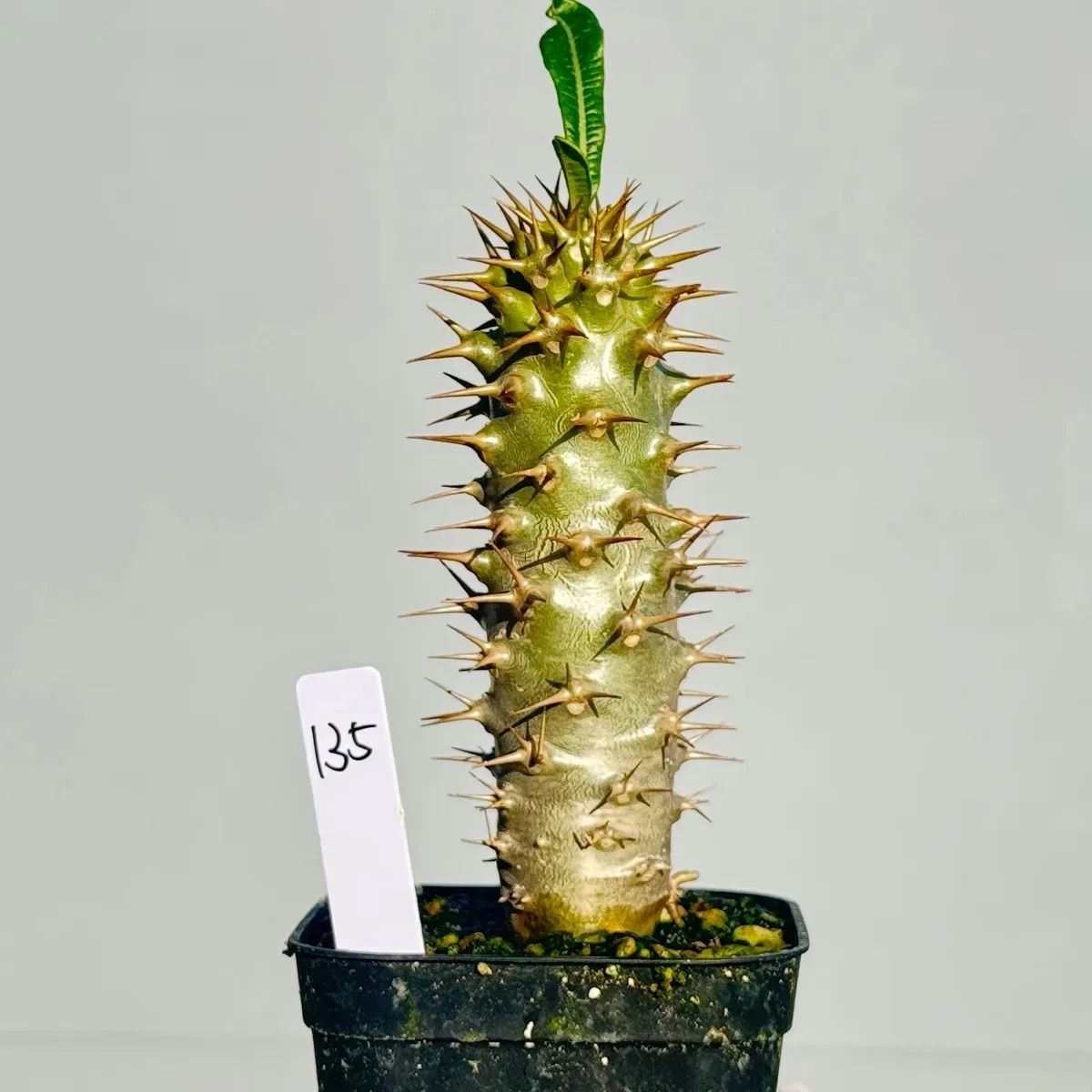 パキポディウム アンボンゲンセ135 - メルカリ