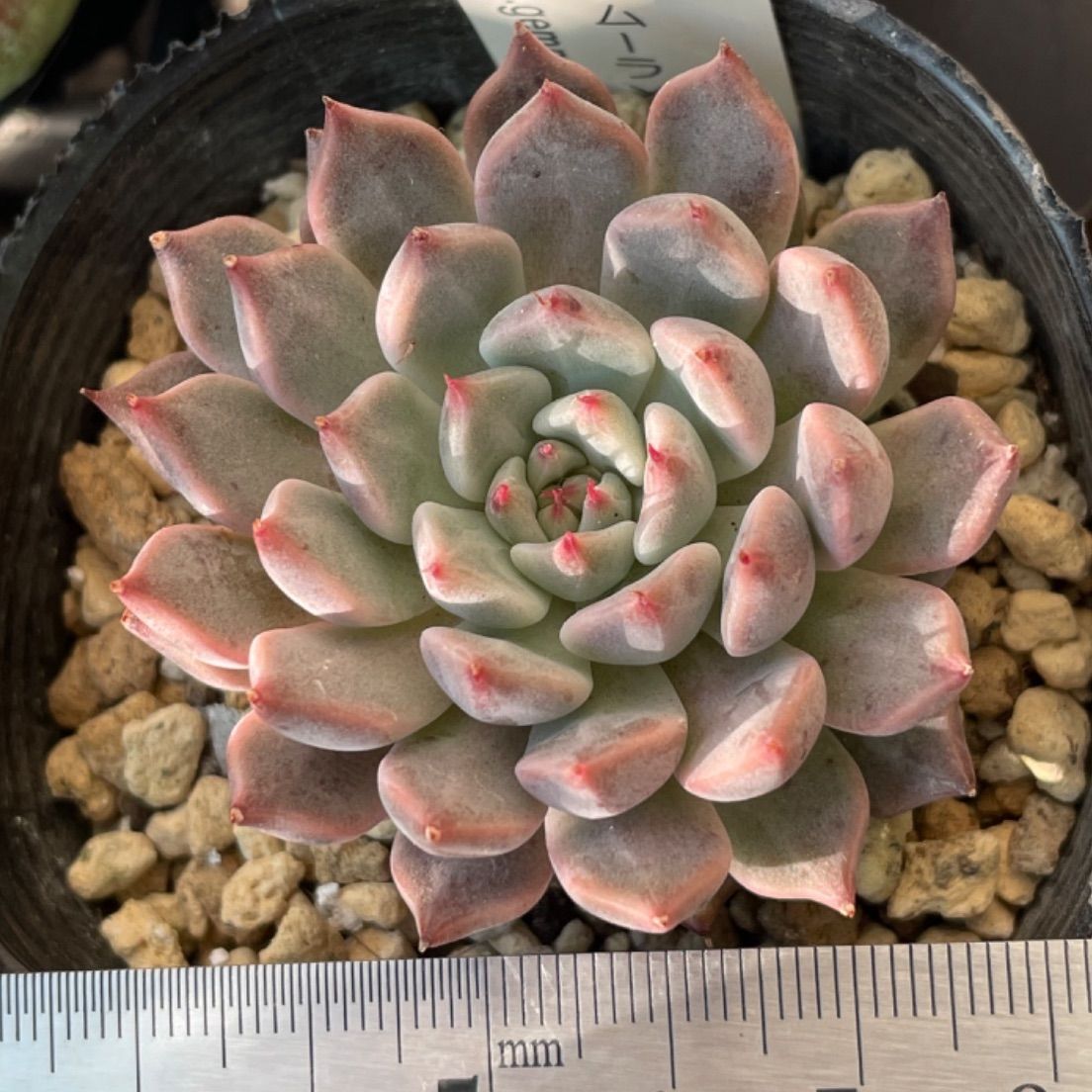 クスピダータメンチャカゲムーラ×トバレンシス❣️札付き