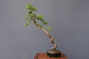 糸魚川真柏 小品盆栽／樹齢5年直送kaz 高級盆栽販売の盆栽.com /